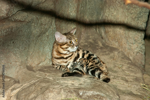 Canvas Print small wild cat in the zoo