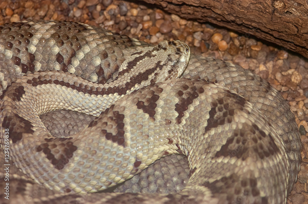 closeup of a timber rattler closeup of a timber rattler