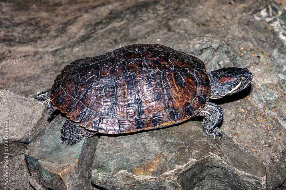 Fototapeta premium turtle on the rock