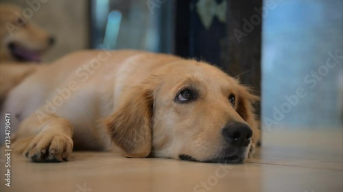 Golden retriever relaxing on the floor in a cozy indoor space with soft lighting and a calm atmosphere