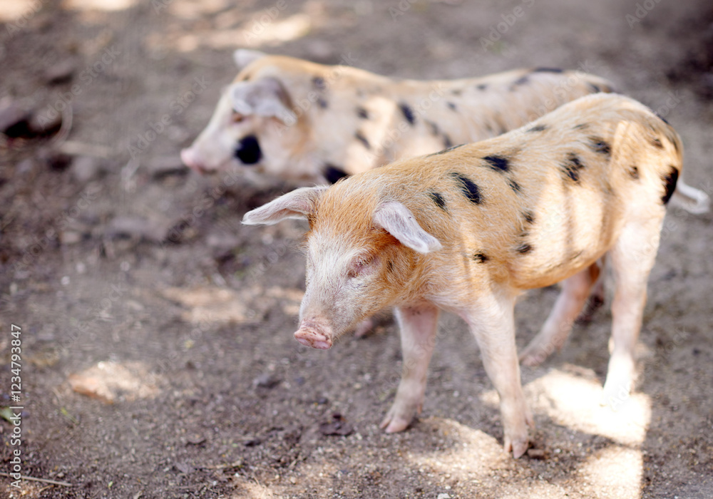 Pig, outdoor or walking on farm for growth, sustainable business and pork production industry. Nature, barn and animals in sty for agriculture, habitat and ecosystem in dirt with livestock on ranch