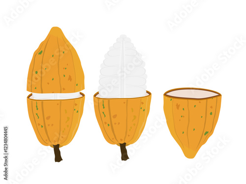 Fresh cocoa fruit on white background.