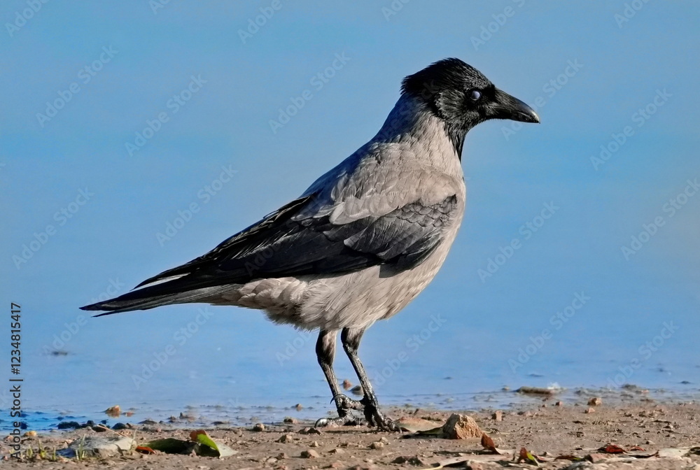 Daurian jackdaw (Coloeus dauuricus) perched in the grass. Daurian jackdaw (Coloeus dauuricus) perched in the grass.