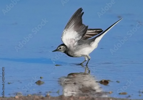 Motacilla alba lugens of the waterside photo