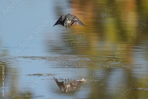 Motacilla alba lugens of the waterside photo