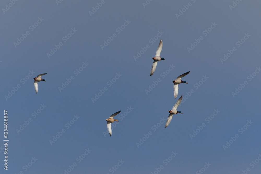 Flock of flying Anas Platyrhynchos aka wild or mallard ducks on the sky. Flock of flying Anas Platyrhynchos aka wild or mallard ducks on the sky.