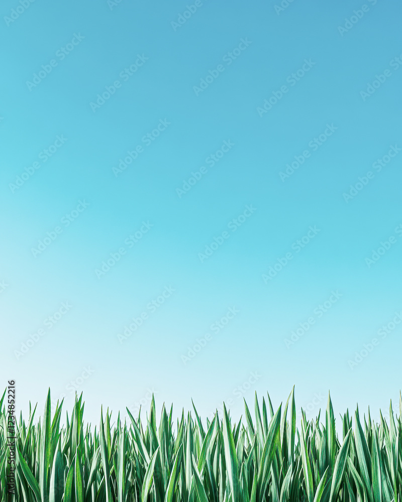 Fototapeta premium Vibrant green grass open field nature scene bright sky fresh perspective