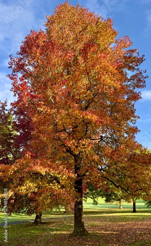 A sweet gum tree, liquidambar styraciflua, displaying gorgeous autumn colours in a park. 