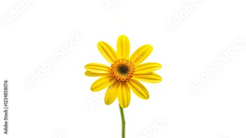 Wallpaper Mural Isolated Yellow Flower, Stunning Macro Photography Torontodigital.ca