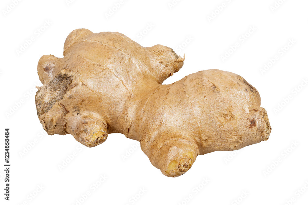 Isolated fresh ginger root