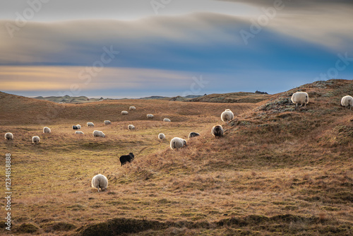 Obraz na płótnie Sheep are traditionally reared on the open pastures and meadows of Iceland w salonie
