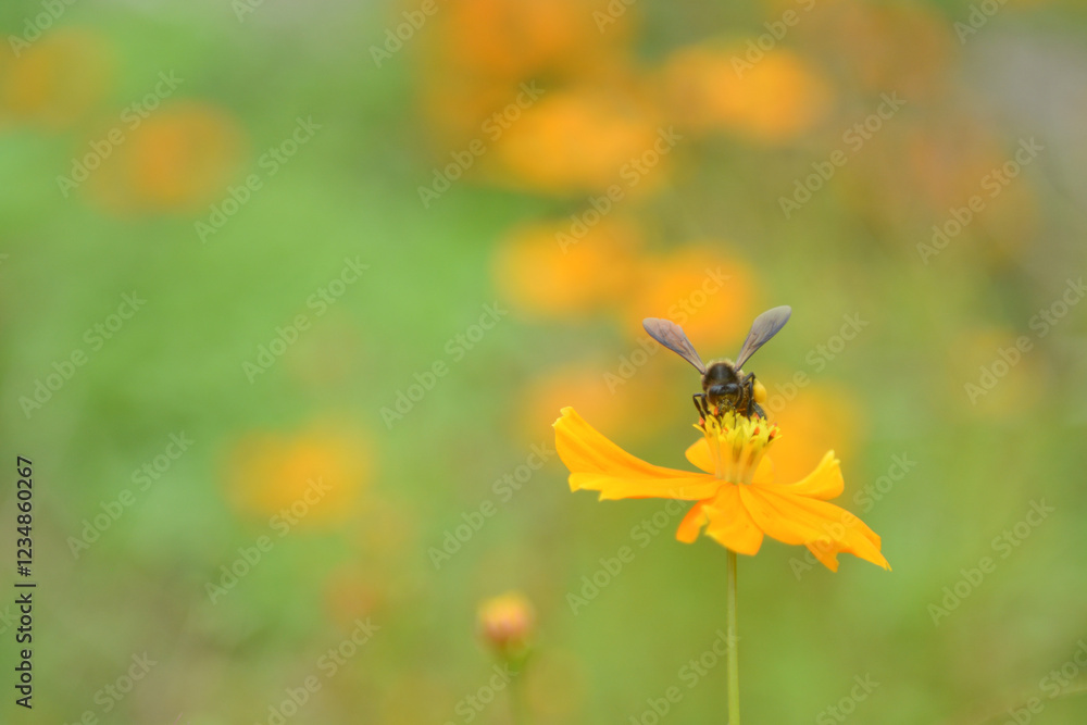 Close-up of a bee on a yellow flower Close-up of a bee on a yellow flower