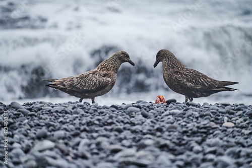 skuas photo