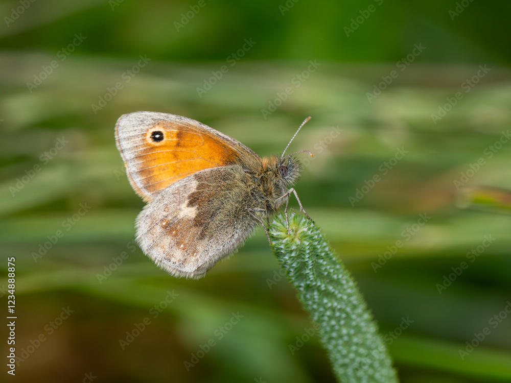 Small Heath Butterfly. Wings Closed. Small Heath Butterfly. Wings Closed.
