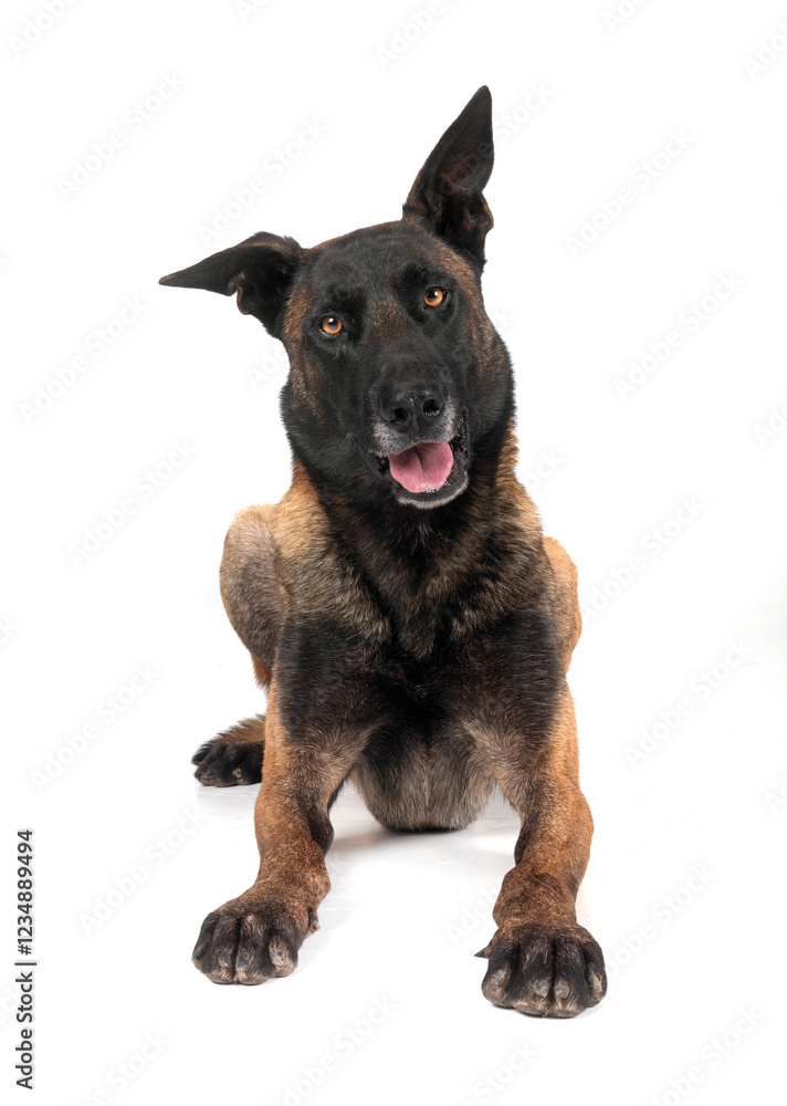 Obraz premium malinois in studio