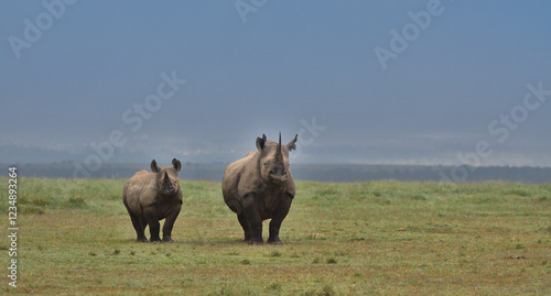 front view of a mother black rhino and her calf standing alert in the wild savannah of solio game reserve, kenya