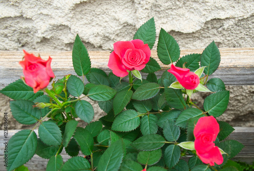 Wallpaper Mural Pink roses with green leaves on white wall Torontodigital.ca