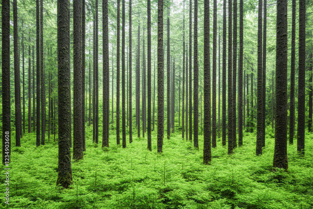 Tranquil forests in aerial views capturing nature's lush green serenity Tranquil forests in aerial views capturing nature's lush green serenity