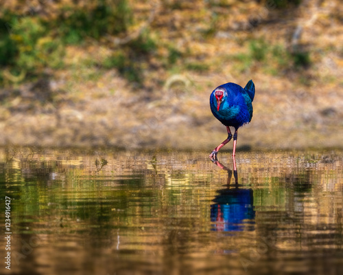 Schilderij op canvas A purple swamphen