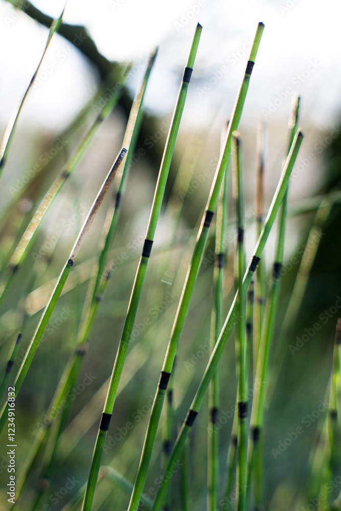 Winter horsetail, a fruitful plant that quickly covers an area of land