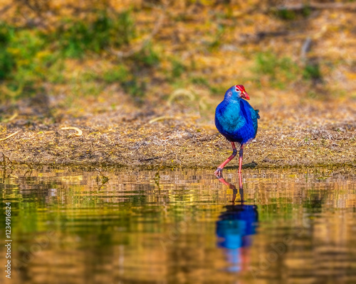 Schilderij op canvas A purple swamphen