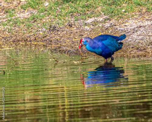 Foto A purple swamphen