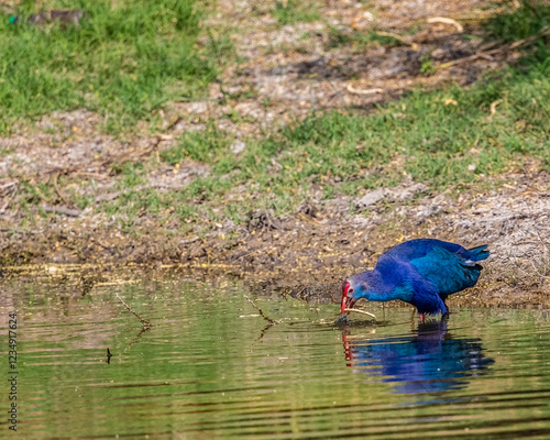 Schilderij op canvas A purple swamphen