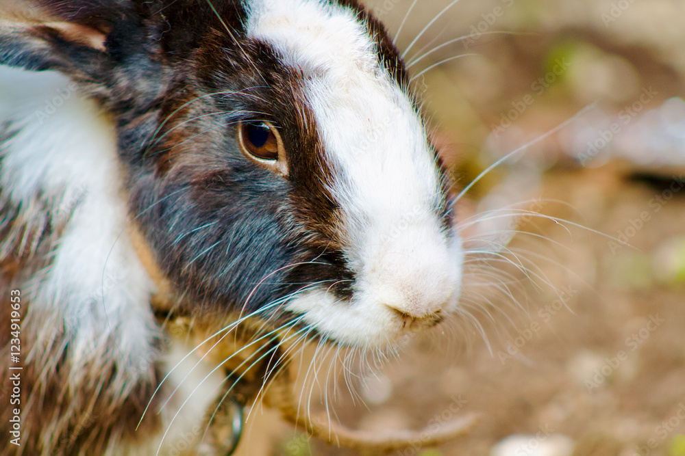 Portrait of a rabbit in the garden. Close-up. Portrait of a rabbit in the garden. Close-up.