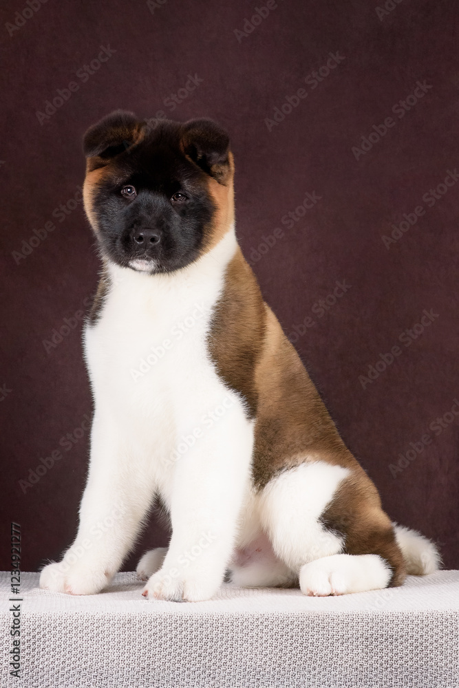 akita puppy big dog akita puppy big dog