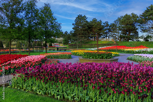 Blooming tulips flowerbed in Keukenhof flower garden, Netherland.