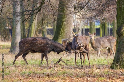 Sika deer - Cervus nippon, doe and mouflon in meadow and forest. Photo from wild nature