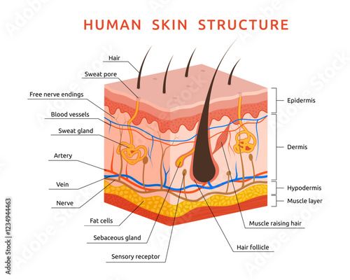 Skin anatomy layer. Human hair structure. Epidermis surface. Nerves and sweat gland pores. Dermis diagram section. Healthy follicle. Dermatology science model. Vector garish microscopic infographic