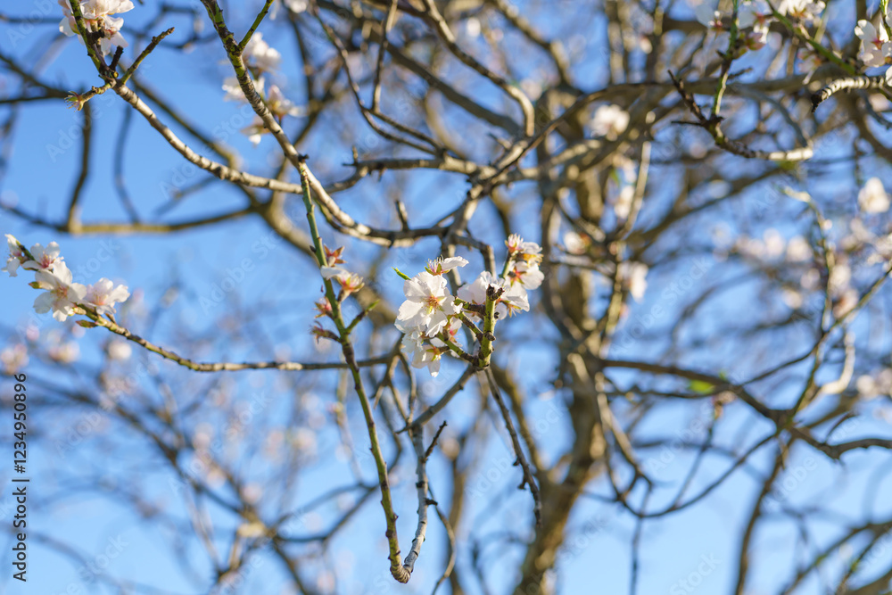 Soft pink almond blossoms bloom on a slender tree branch in sunlight. Soft pink almond blossoms bloom on a slender tree branch in sunlight.