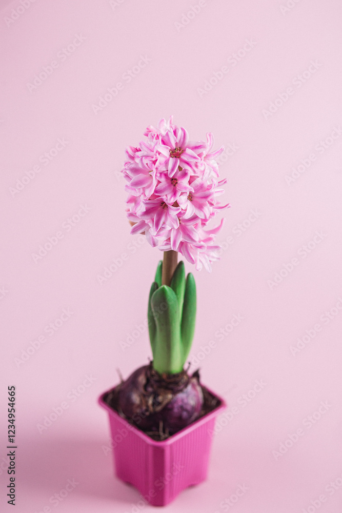Pink hyacinth in a pot on the table Pink hyacinth in a pot on the table