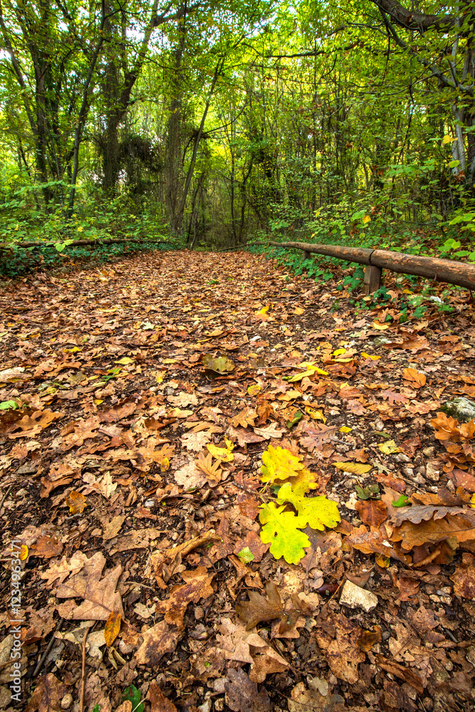 Amazing autumn. autumn leaves in colorful park. Fall landscape.
