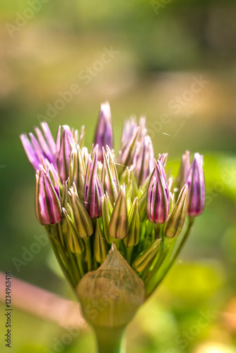 The flower head is spherical with numerous tiny, star-shaped buds clustered together.