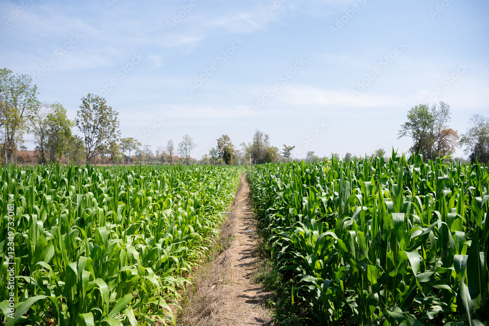 The Beauty of a Lush Green Corn Field The Beauty of a Lush Green Corn Field