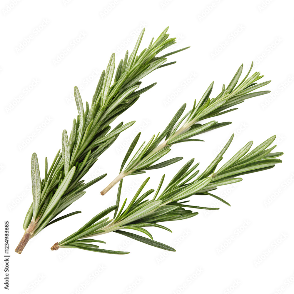 Fototapeta premium Sprigs of fresh rosemary on a transparent background.