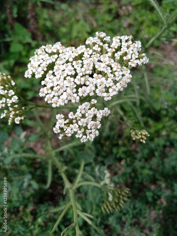 Delicate white flowers bloom in a lush green garden setting during summer Delicate white flowers bloom in a lush green garden setting during summer