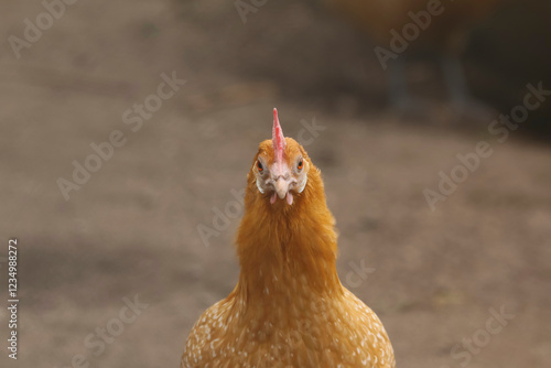 Porträt eines Friesenhuhns, Gallus gallus deomesticus photo