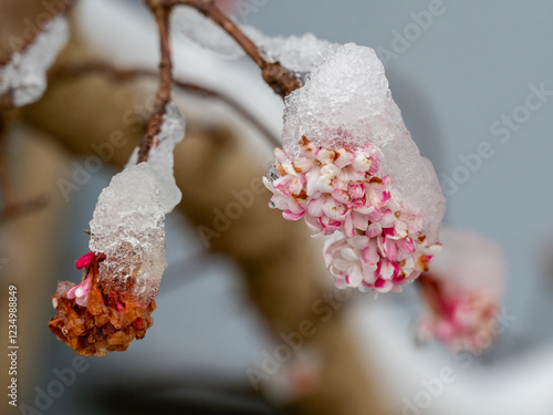 Vereiste rosa Blüten vom Winterschneeball  photo