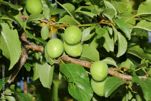 Grüne unreife Früchte der Kirschpflaume, Prunus cerasifera