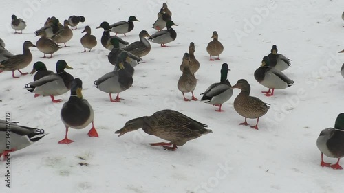 Wild ducks survive the winter snowfall, unhappy bird life, fight for the life of wild animals, unhappy birds. Nature is cruel to wildlife. Survival on the ice of the north. Living in harsh conditions.