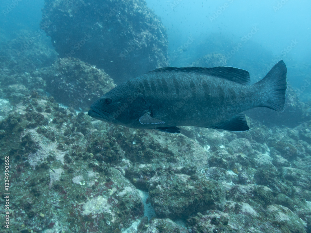 Naklejka premium Bacalao