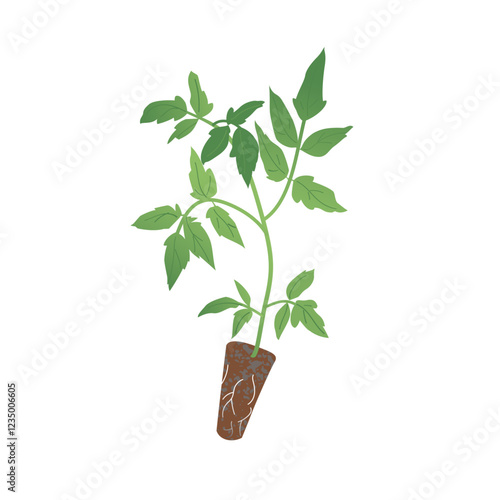 Young tomato seedling vector illustration