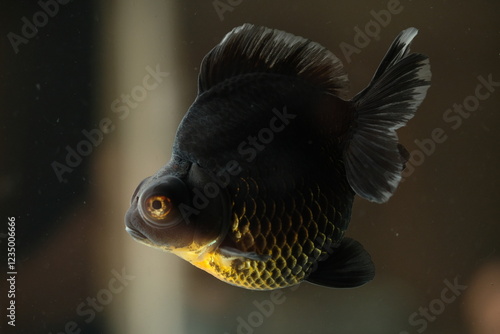 Demekin Goldfish  photo