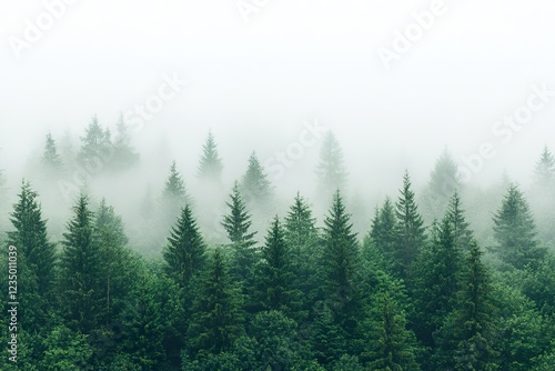 Mysterious fog blankets lush forest at dawn creating an ethereal atmosphere photo