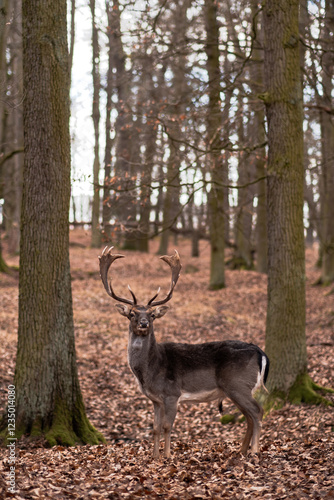 A wild deer walks in the forest