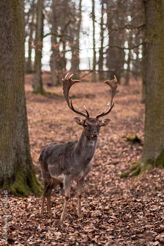 A wild deer walks in the forest