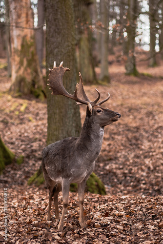 A wild deer walks in the forest